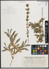 Foto von Salix purpurea L.